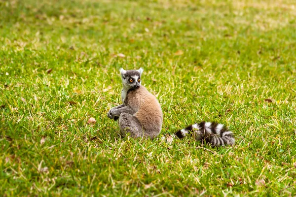 Male Lemur Catta — Zdjęcie stockowe