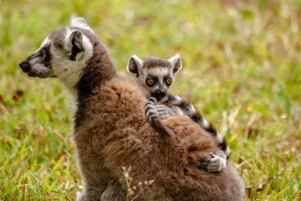 Anne ve çocuk Lemurlar Catta — Stok fotoğraf