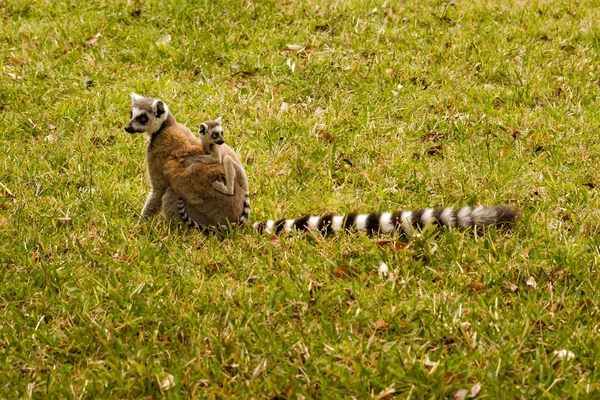 Maman et enfant Lémuriens Catta — Photo