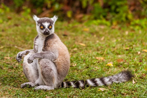 Barbat Lemur Catta — Fotografie, imagine de stoc