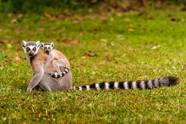 Mamma e bambino Lemurs Catta — Foto Stock