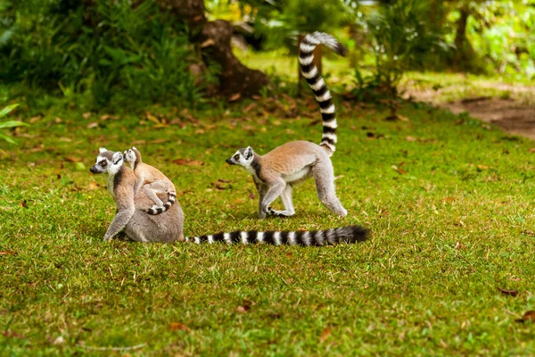 Lemur catta rodziny — Zdjęcie stockowe