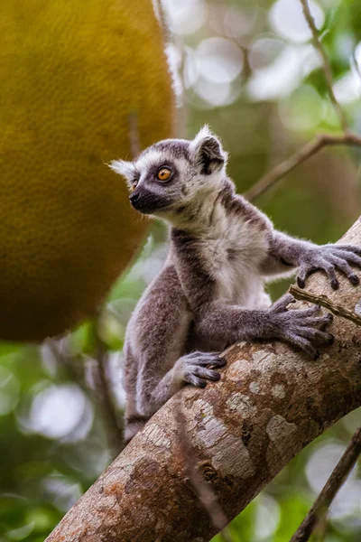 Genç Lemur Catta — Stok fotoğraf