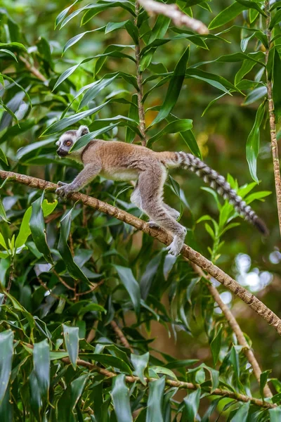 Catta młody Lemur — Zdjęcie stockowe