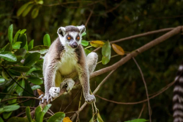 Male Lemur Catta — Zdjęcie stockowe