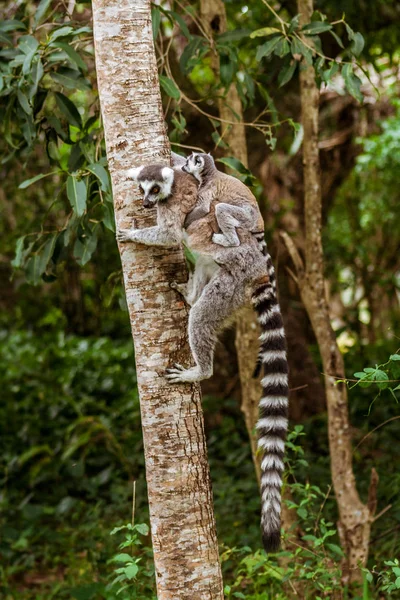Moeder en kind Lemurs Catta — Stockfoto