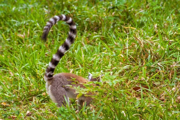 Male Lemur Catta — стокове фото