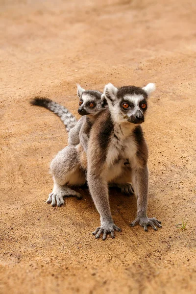 Maman et enfant Lémuriens Catta — Photo