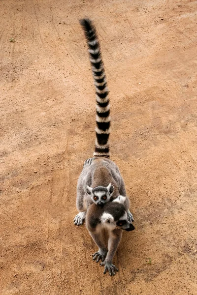 Mom and child Lemurs Catta — Stock Photo, Image