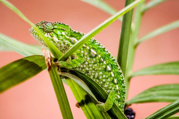 Panther chameleon Stock Picture