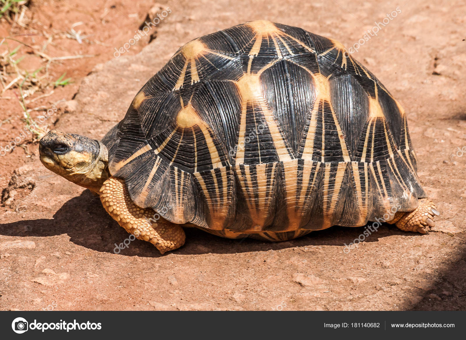 Skilpadde spiser plastpose som ser ut som maneter stockvektor © jiaking1  #279186738, image size:1600x1167