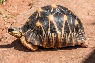 Radiated tortoise clipart
