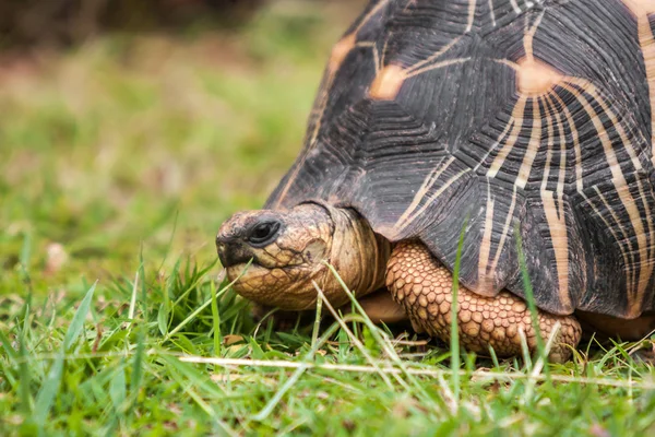 Strahlenschildkröte — Stockfoto