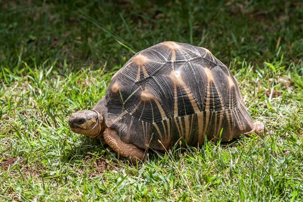 Strahlenschildkröte — Stockfoto