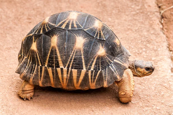 Strahlenschildkröte — Stockfoto