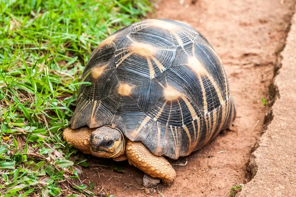 Żółw promienisty — Zdjęcie stockowe