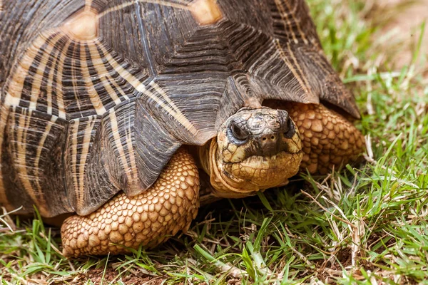 Strahlenschildkröte — Stockfoto