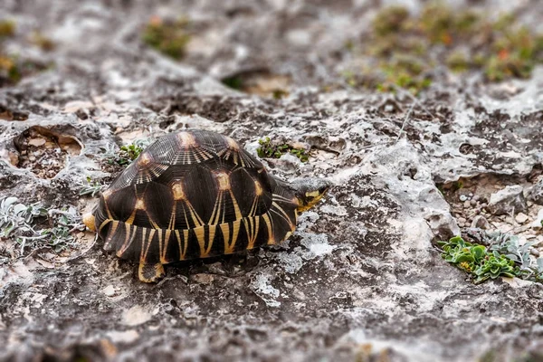 Radiated tortoise — Stock Photo, Image