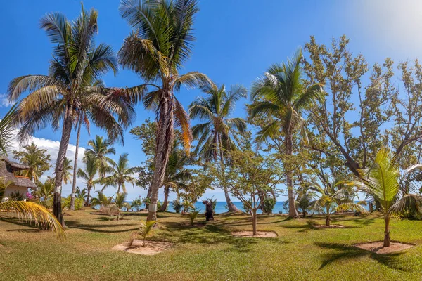 Palm trees in the lawn — Stock Photo, Image