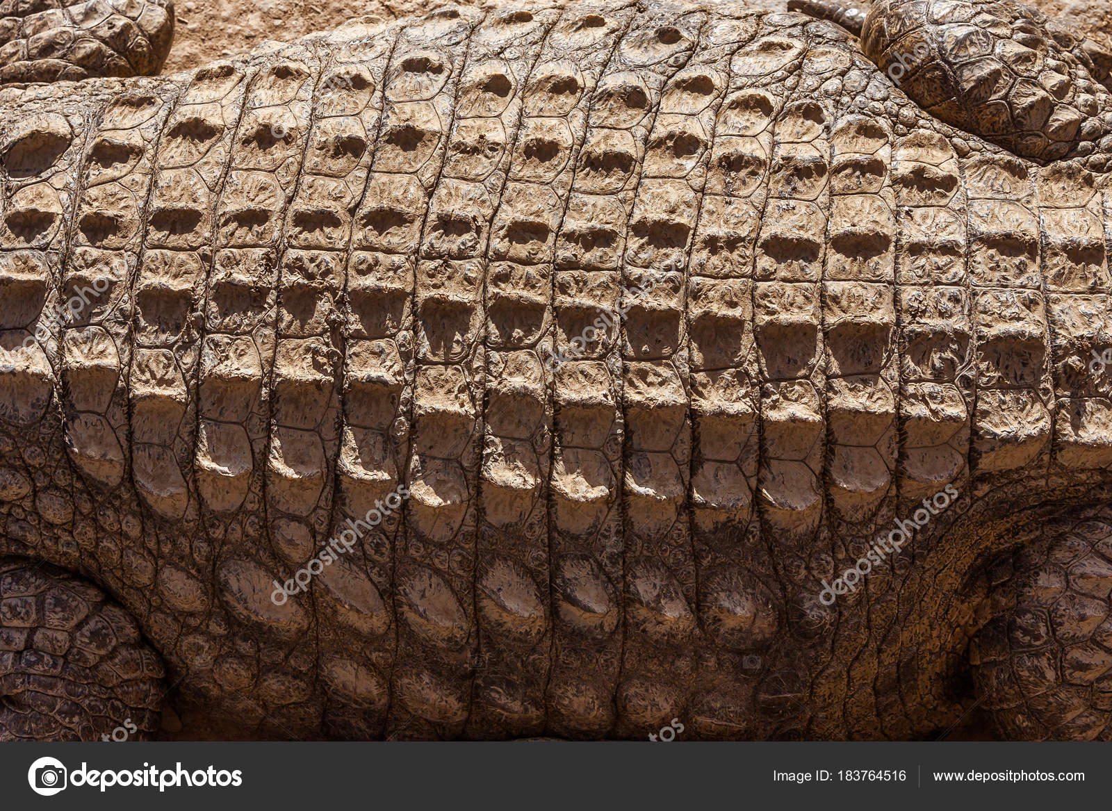 Nile sales crocodile skin