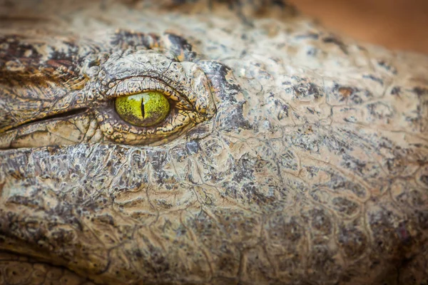 Olho do crocodilo — Fotografia de Stock