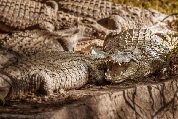 Nile crocodiles of Madagascar — Stock Photo, Image