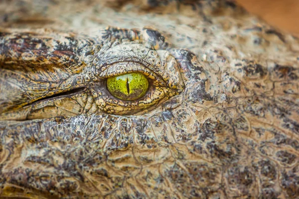 Oog van de krokodil — Stockfoto