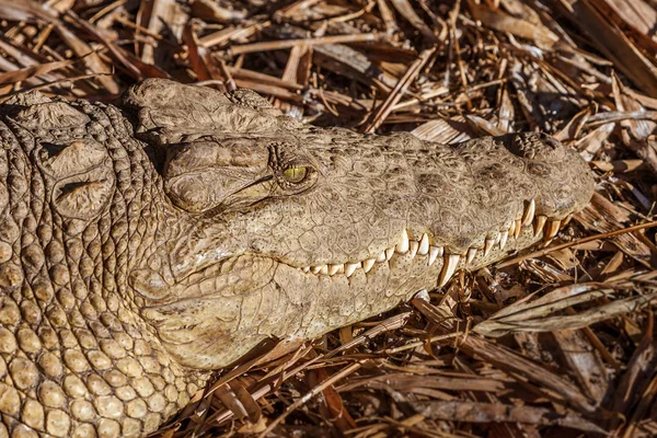 Crocodilo do Nilo de Madagáscar — Fotografia de Stock