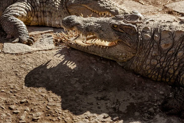 Crocodiles du Nil de Madagascar — Photo