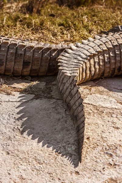 Queue de crocodile — Photo