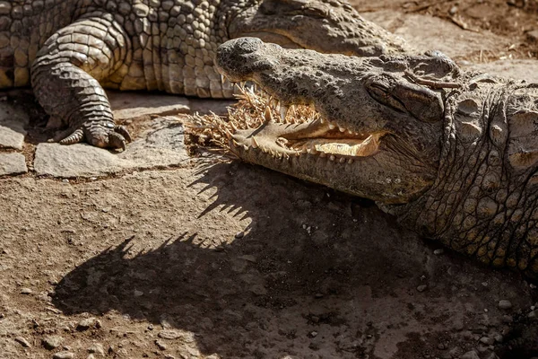 Crocodiles du Nil de Madagascar — Photo