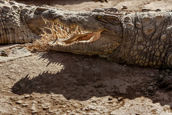 Crocodiles du Nil de Madagascar — Photo