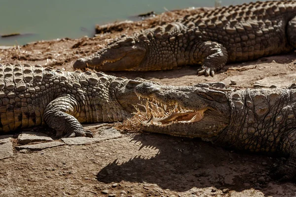 Crocodilos do Nilo de Madagáscar — Fotografia de Stock