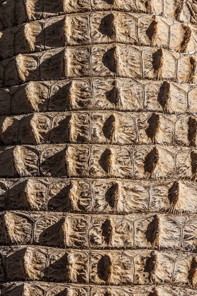 Crocodile skin pattern — Stock Photo, Image