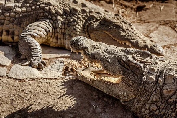 Crocodiles du Nil de Madagascar — Photo