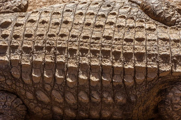 Padrão de pele de crocodilo — Fotografia de Stock