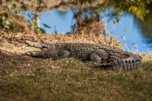 Crocodile du Nil de Madagascar — Photo