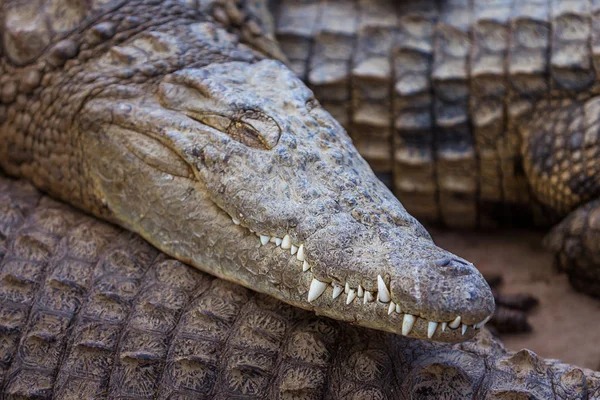 Crocodilo do Nilo de Madagáscar — Fotografia de Stock