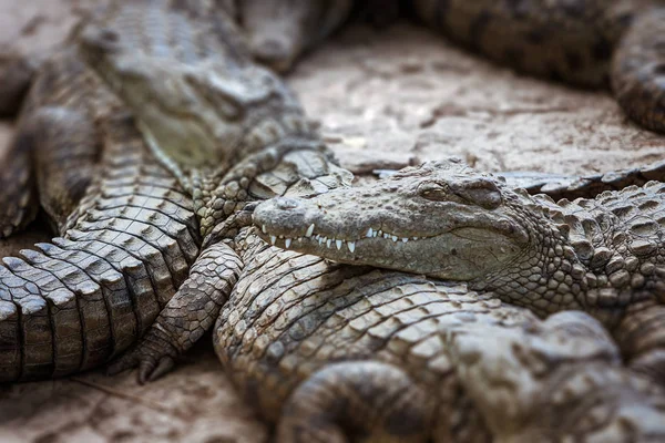 Crocodilos do Nilo de Madagáscar — Fotografia de Stock
