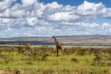 Otlaklar Afrika zürafa