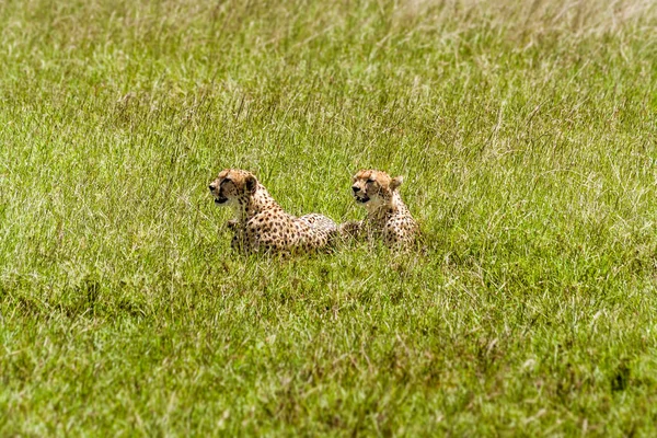 Cheetah (Acinonyx jubatus) — Stockfoto