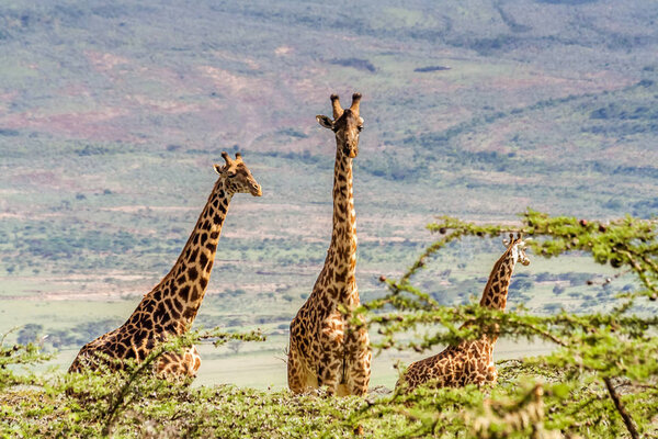 Африканские жирафы на лугах
