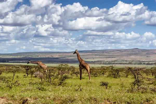 Afrikanische Giraffen im Grasland — Stockfoto