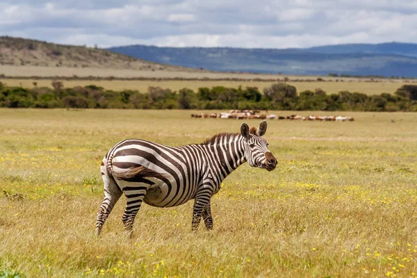 Afrikai Alföldi zebra — Stock Fotó