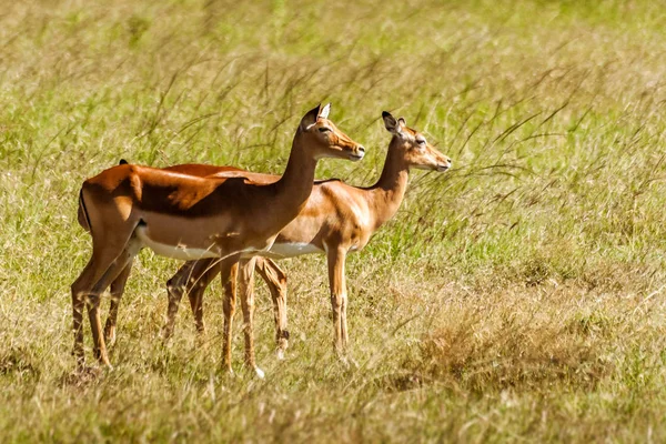 Gazelas fêmeas de Impala — Fotografia de Stock