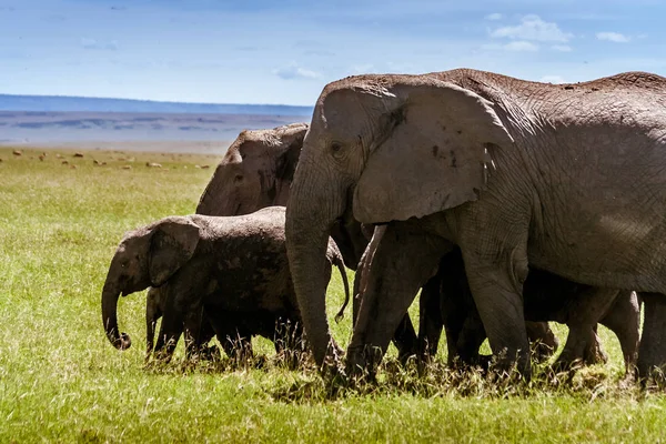 Olifant familie wandelen — Stockfoto