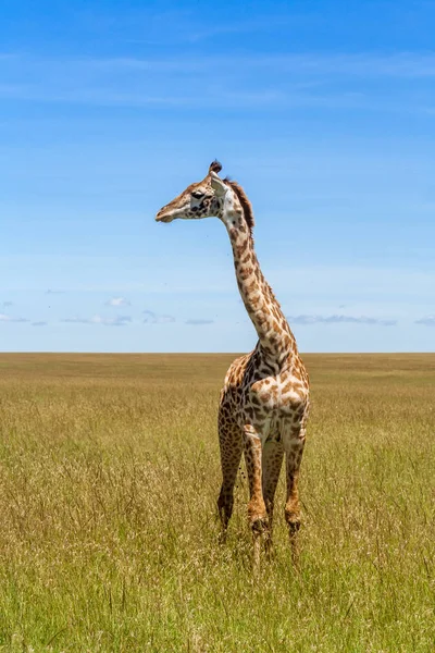 Afrika savanındaki zürafa — Stok fotoğraf