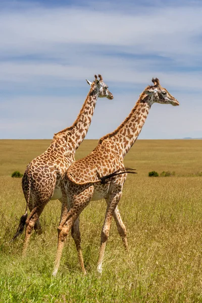 Dwa żyrafy w Afrykańskiej sawanny — Zdjęcie stockowe
