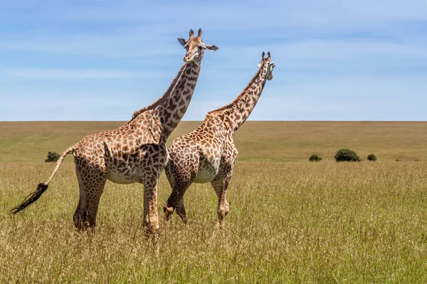 Duas girafas na savana africana — Fotografia de Stock