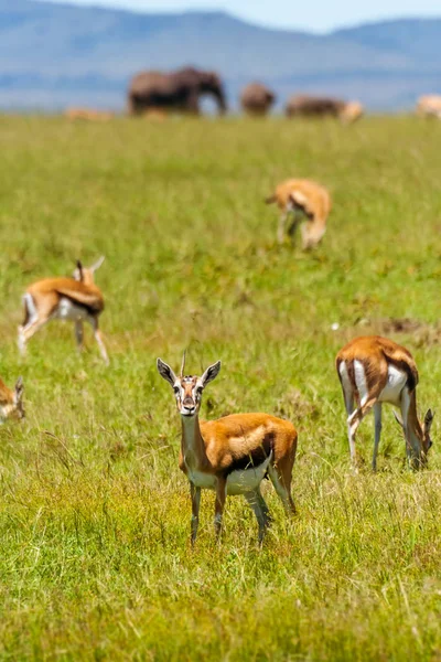 Állomány a gazella — Stock Fotó